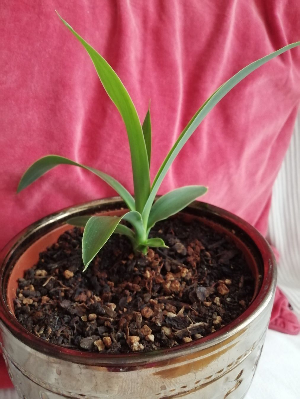 Piante & sementi: kleine Yucca – Usato da Windisch venduto da mer_6cjk 1
