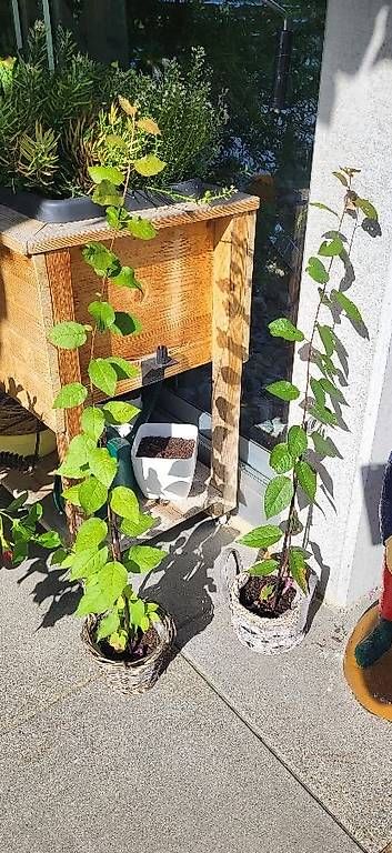 Pflanzen & Samen: Fruchtbaum – Gebraucht aus Berg SG von ben_6brn