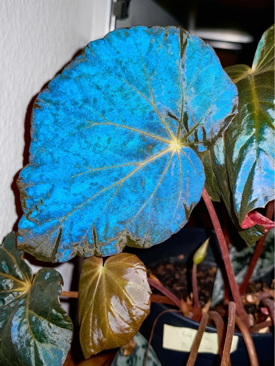 Piante & sementi: Begonia Pavonina #2 – Nuovo (secondo la descrizione) da Bern venduto da plantlover_bern 4