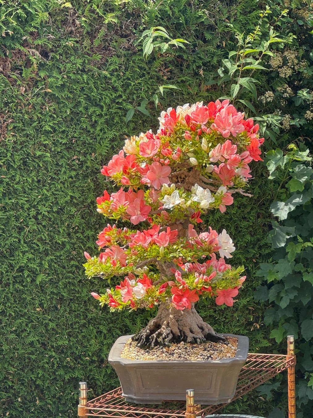 Plantes & graines: Bonsai d'exception solitaire: Azalée de Satsuki – D'occasion à Epalinges par Wimmsi 1