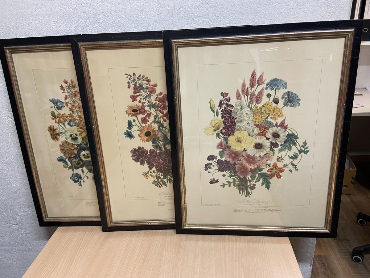 Grafica & Litografie: Vilmorin Lithografien 3 Stk – Usato da Jona venduto da aroosa