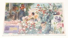 Suchard Milka Velma-Karte - Carte Suchard Milka Velma