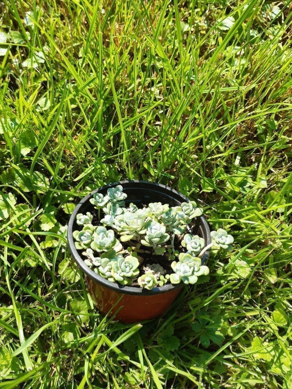 Piante & sementi: Sedum cabo blanco bodendecker – Usato da Ibach venduto da chaemilochhobbygarte 1