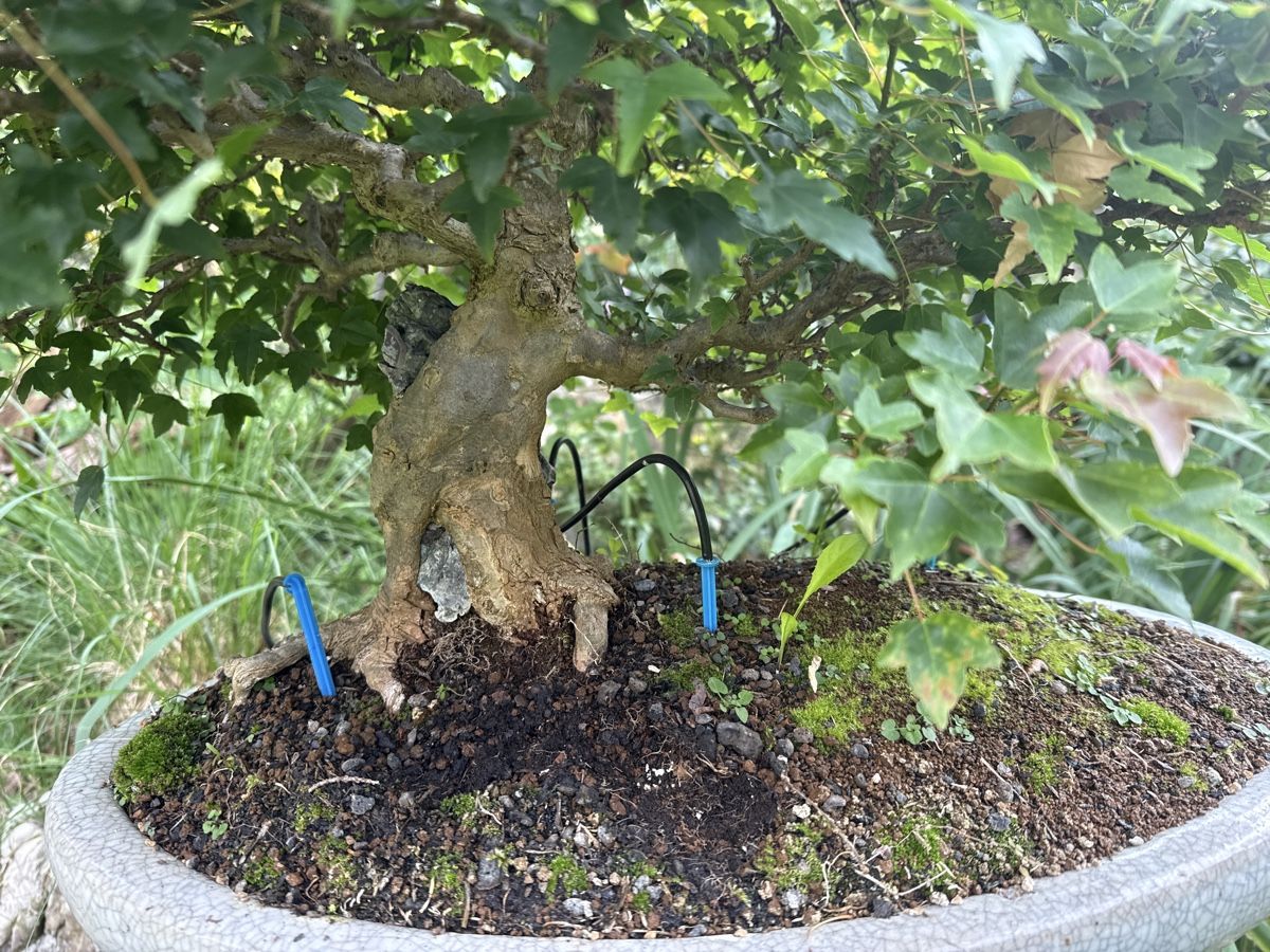 Japanischer Ahorn Bonsai, Top Zustand,  (57) (Gebraucht) in Arlesheim fr  CHF 300  nur Abholung auf Ricardo kaufen