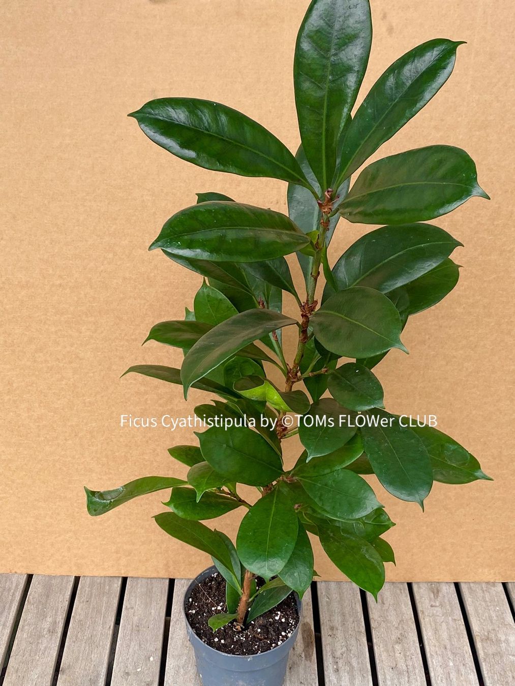 Pflanzen & Samen: Ficus Cyathistipula - afrikanischer Feigenbaum - 70-90cm – Neu und originalverpackt aus Adliswil von TAKEYOURPLANT 5