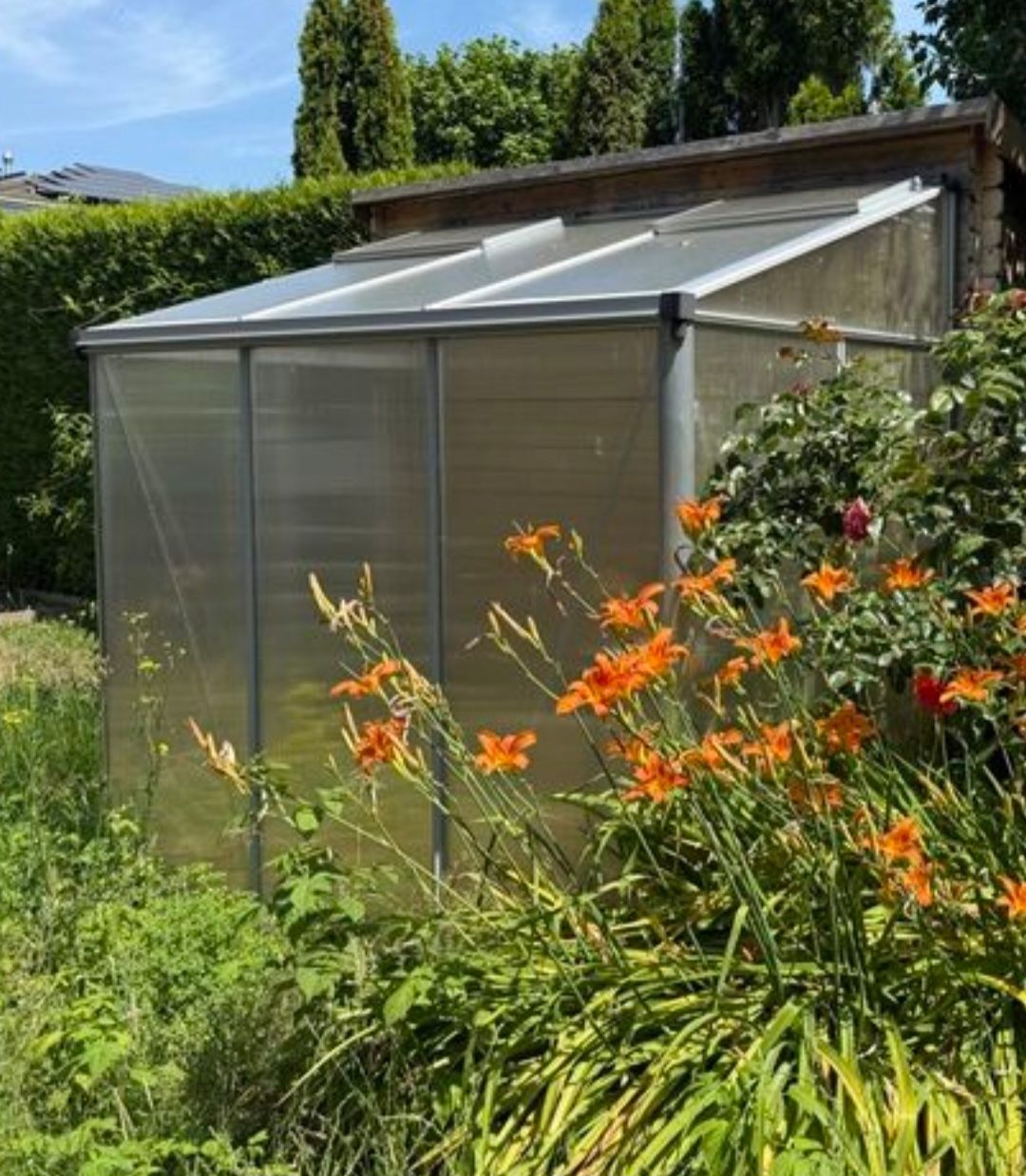 Casette da giardino & serre: Gewächshaus zum verkaufen – Usato da Arbon venduto da mrb_cbl6 3