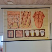 Schulwandbild Haut und Zunge Vintage  Anatomie Lehrmittel