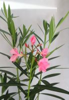 4 armiger Oleander für Wintergarten