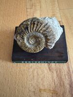 Perisphinctes, 7 cm