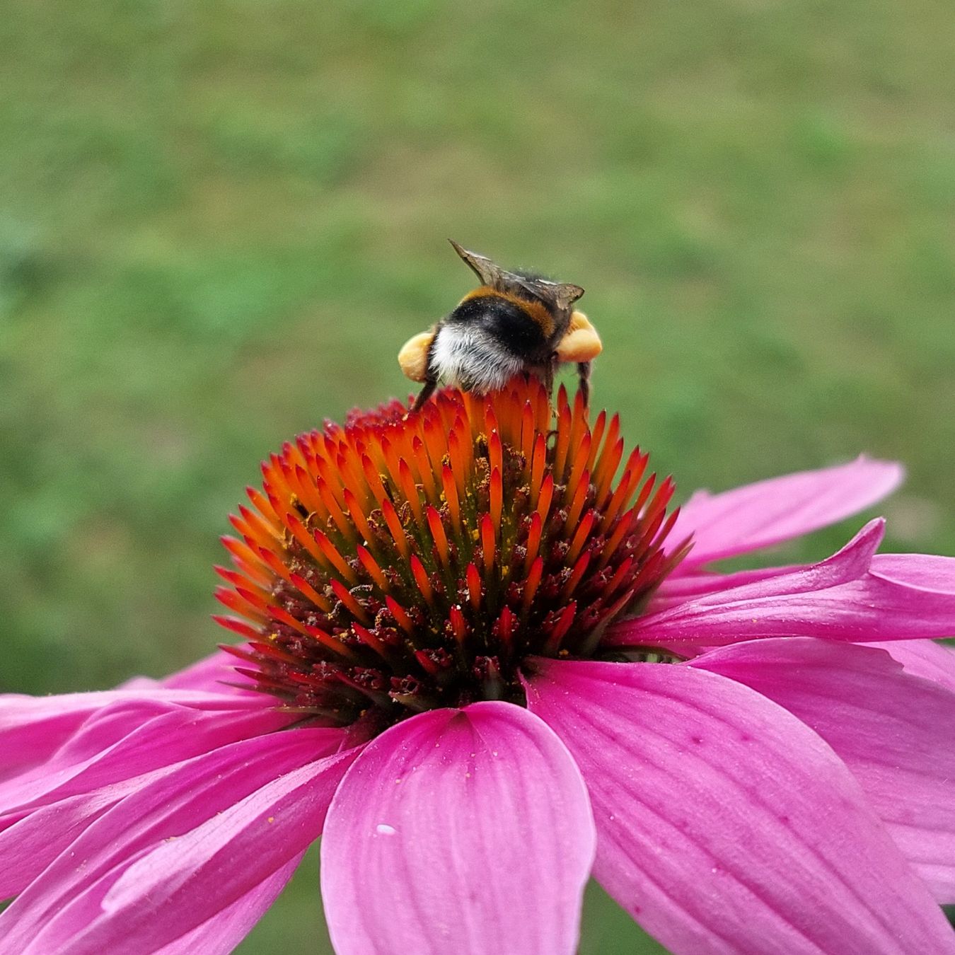 Piante & sementi: Echinacea, pink, 2. Blüte – Usato da Freienbach venduto da Stuagert