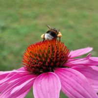 Echinacea, pink, 2. Blüte
