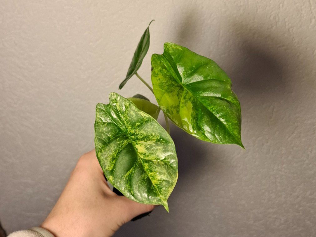 Piante & sementi: Alocasia Sinuata Aurea Variegata – Usato da Hausen AG venduto da Pflaenzlioase