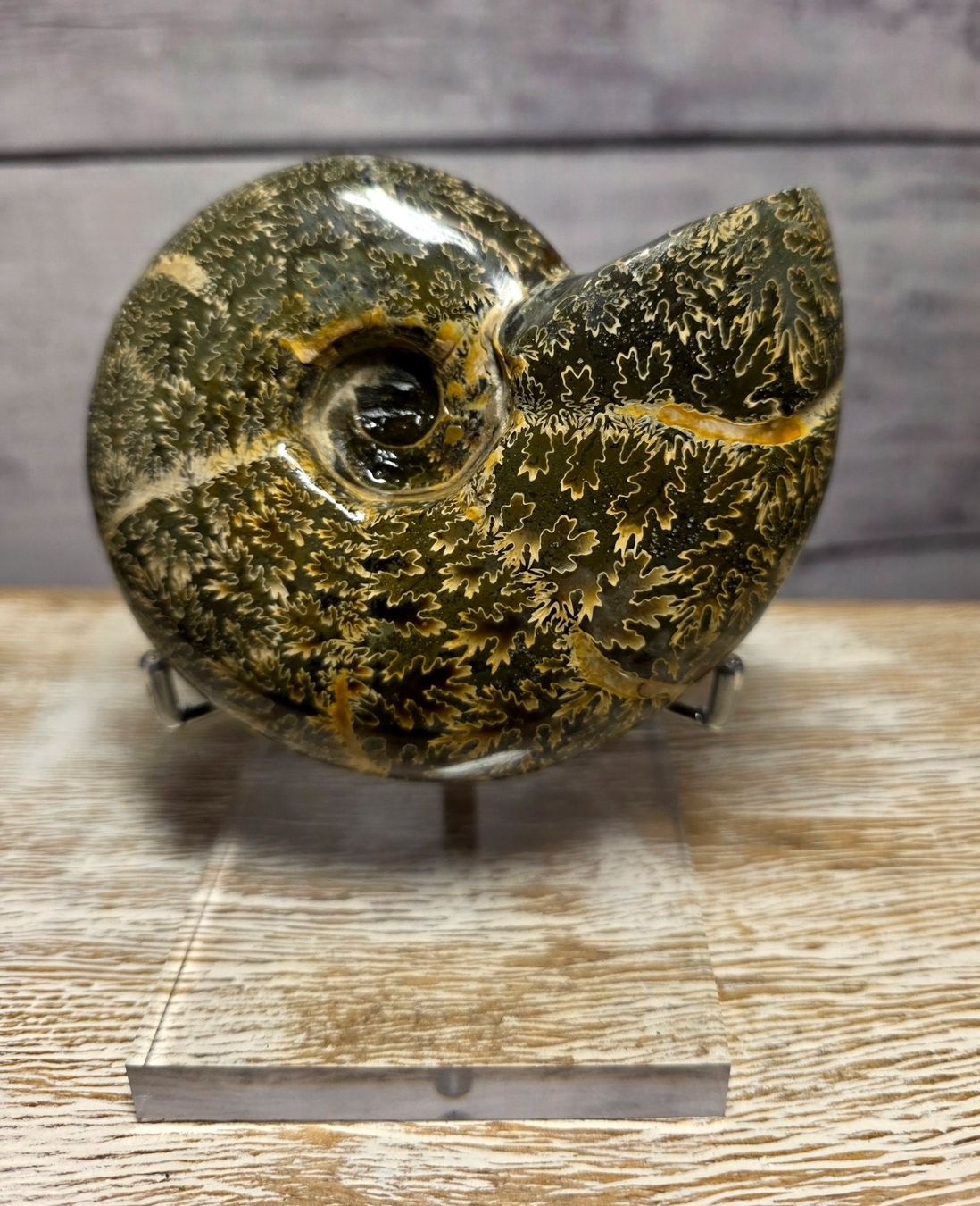 Fossili: Ammonit auf Acrylstand A1 412g – Nuovo e nell'imballaggio originale da Matzingen venduto da Shay_Crystalz