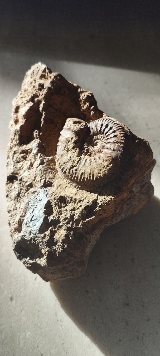 Fossiles: Fossilien – D'occasion à Oberdorf SO par and_jxk2 2