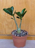Adenium obesum 
