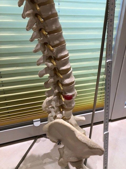 Attrezzature mediche: Flexible Wirbelsäule mit Stativ – Usato da Rieden AG venduto da willy52 1