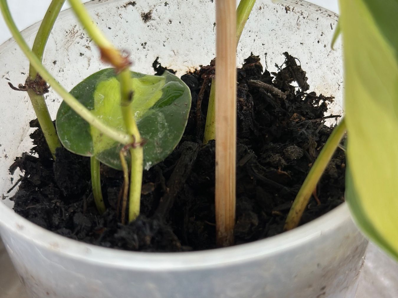 Piante & sementi: Philodendron Scandens (Brasil) – Usato da Zürich venduto da ong8 4