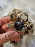 Accendifuoco/Feuerstarter
