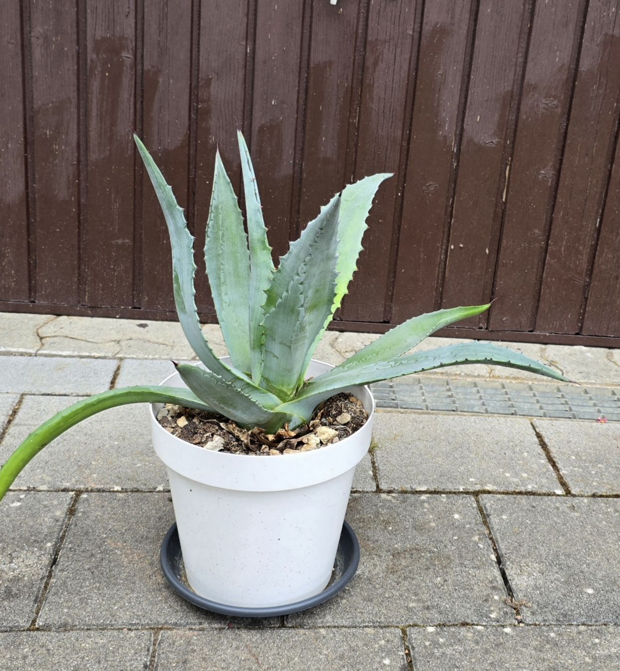 Piante & sementi: Agave American  – Nuovo (secondo la descrizione) da Aarburg venduto da popkorn65 3