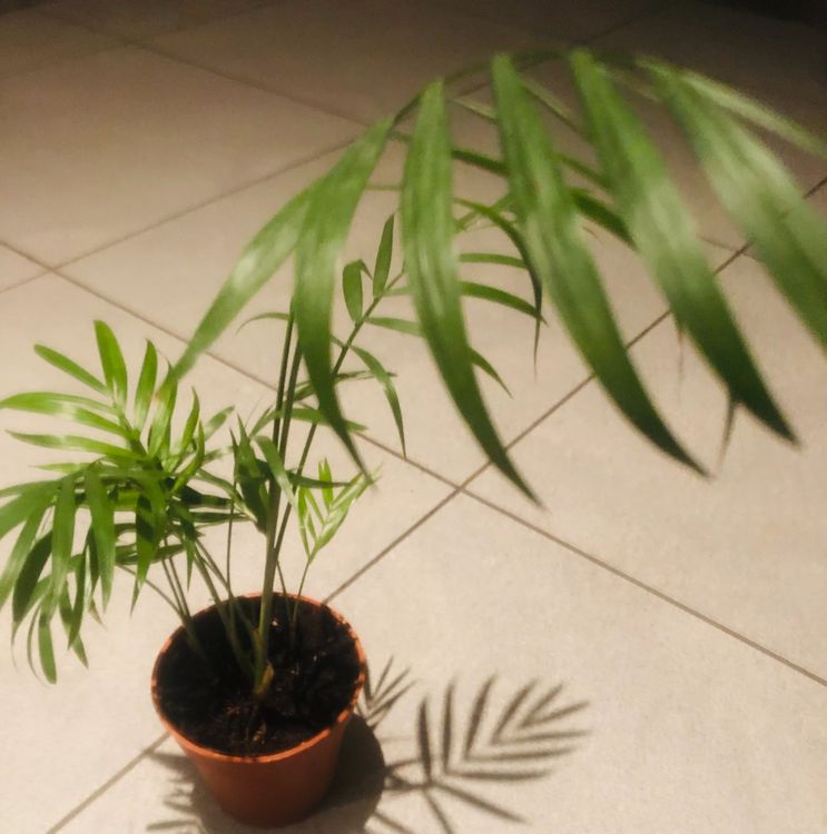 Zierpflanze Zimmer Pflanze 30 cm ↕️ “CHAMAEDORIA ELEGANS” 🍃 Kaufen