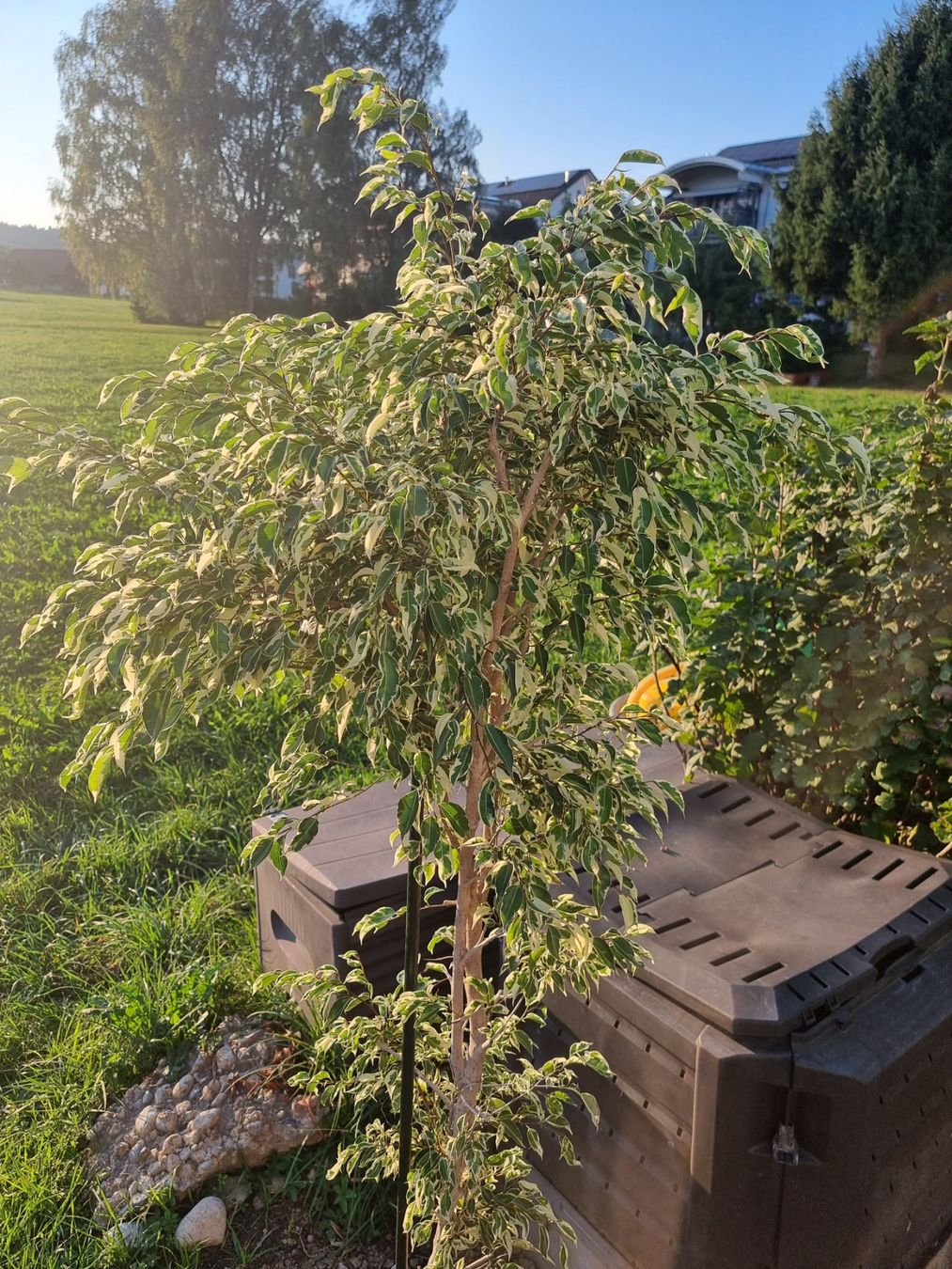 Piante & sementi: Ficus benjamin variegata – Usato da Uznach venduto da Startrek 2