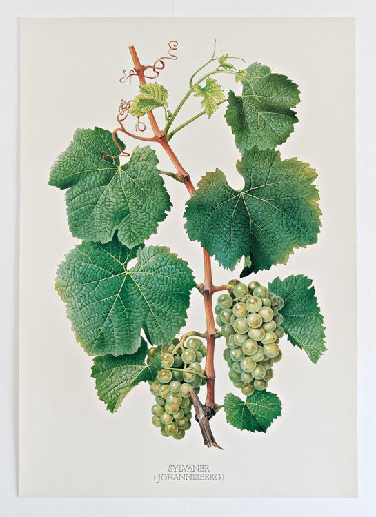 Livres: Cépages du vignoble suisse – D'occasion à Delémont par MaxPlan 5