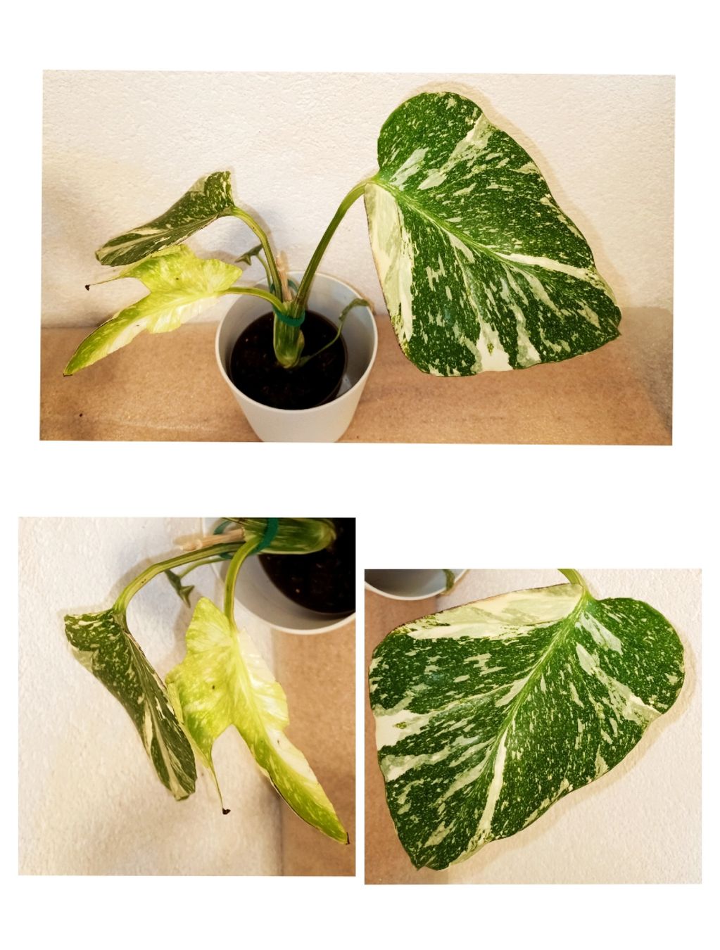 Pflanzen & Samen: Wunderschöne Monstera Thai Constellation – Neu (gemäss Beschreibung) aus schöftland von UniquePlants