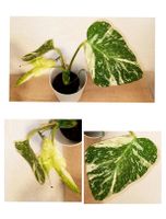 Wunderschöne Monstera Thai Constellation