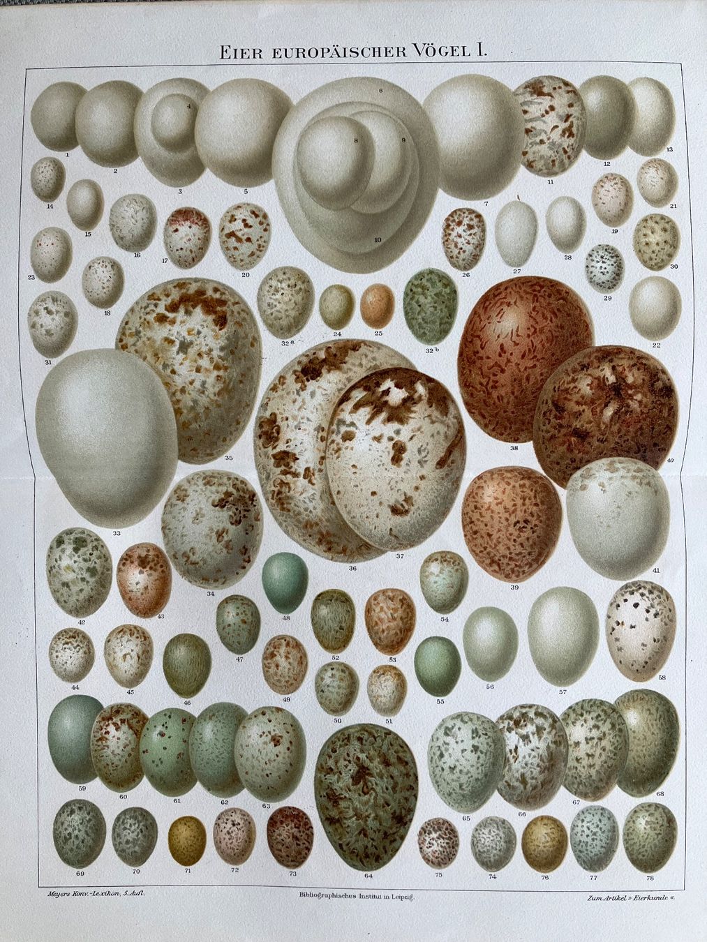 Grafica & Litografie: Eier europäischer Vögel 1 Lithographie – Usato da Basel venduto da papageientulpe