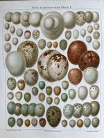 Eier europäischer Vögel 1 Lithographie