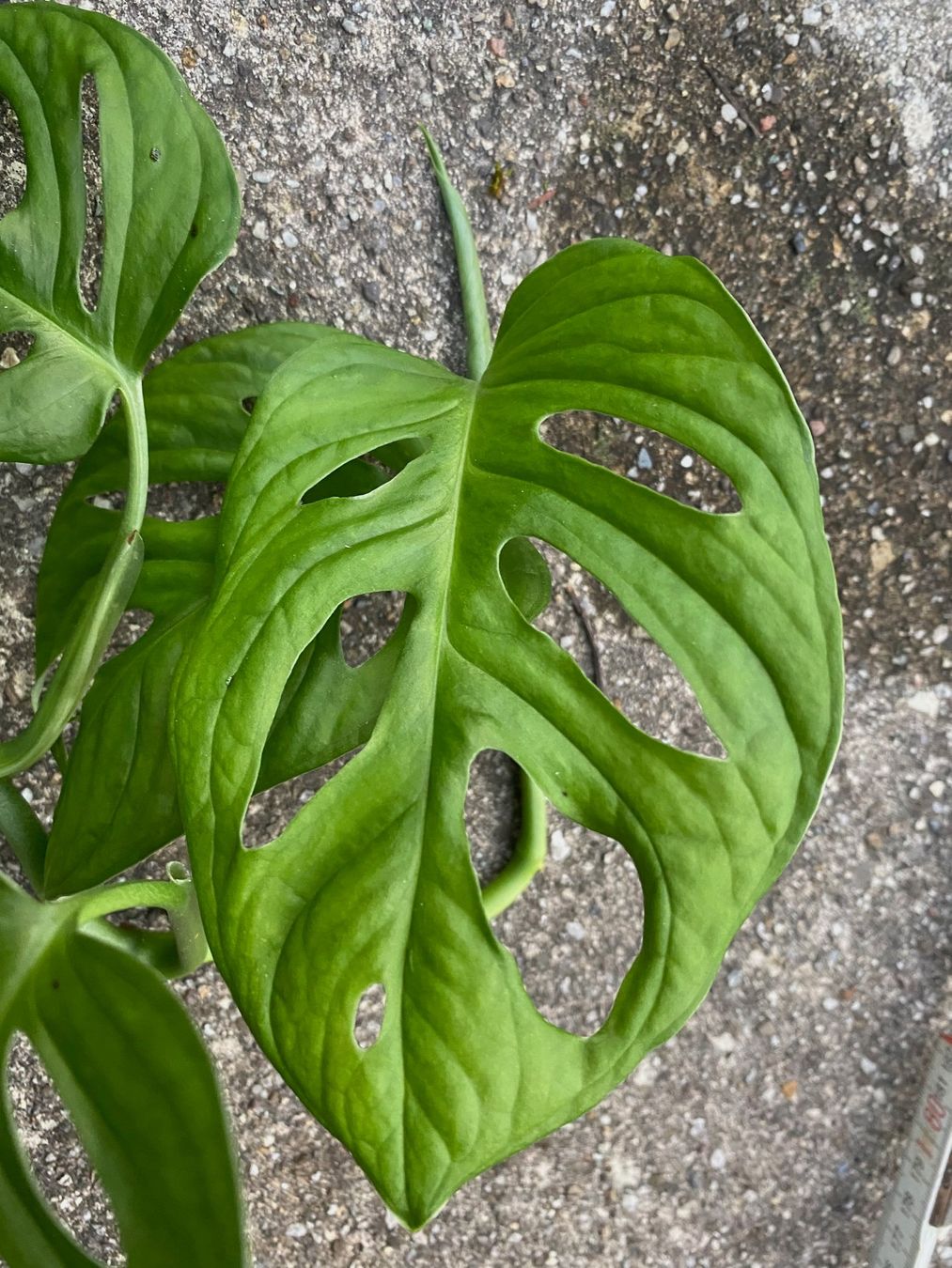 Monstera adansonii Monkey Leaf, bewurzelter Steckling (Gebraucht) in  Winterthur fr CHF 6  nur Abholung auf Ricardo kaufen
