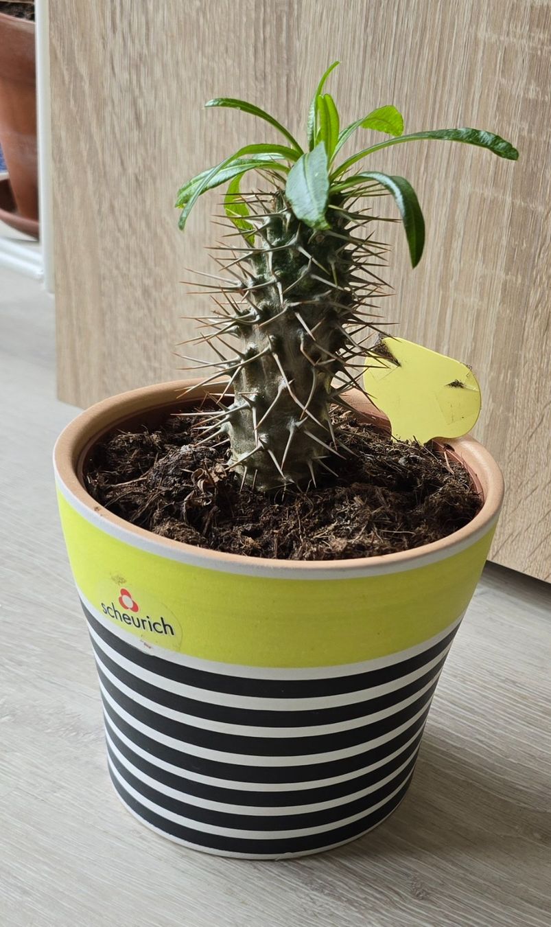Piante & sementi: Pachypodium Lamerei Inkl. Topf – Nuovo (secondo la descrizione) da Aarburg venduto da Glitzerschein 2