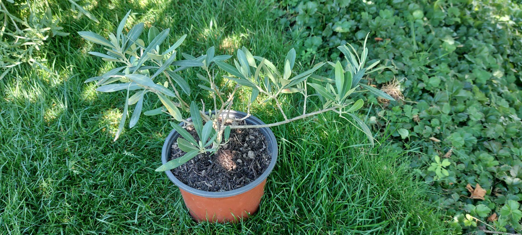 Pflanzen & Samen: Olivenbaum im Topf – Gebraucht aus Küssnacht am Rigi von Mukare 1