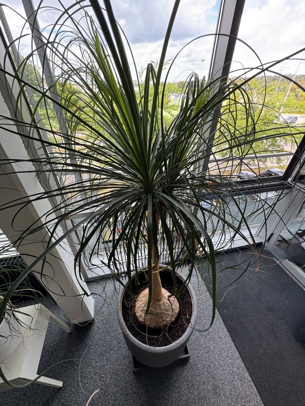 Pflanzen & Samen: Elefantenfuss ca. 220cm – Gebraucht aus Volketswil von CHEF2222 4