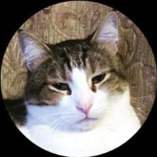 Profile image of tigger74ch
