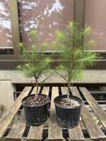 larix kaempferii Bonsai Jungpflanzen