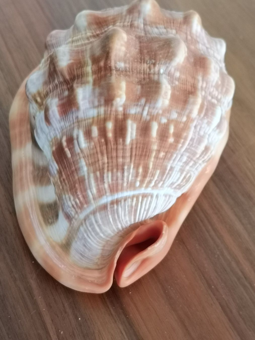 Fossili: Cassis Rufa Cassis Cornuta - Schnecke Sea Shell 14x10cm Cebu – Usato da Kloten venduto da Asiatica 1
