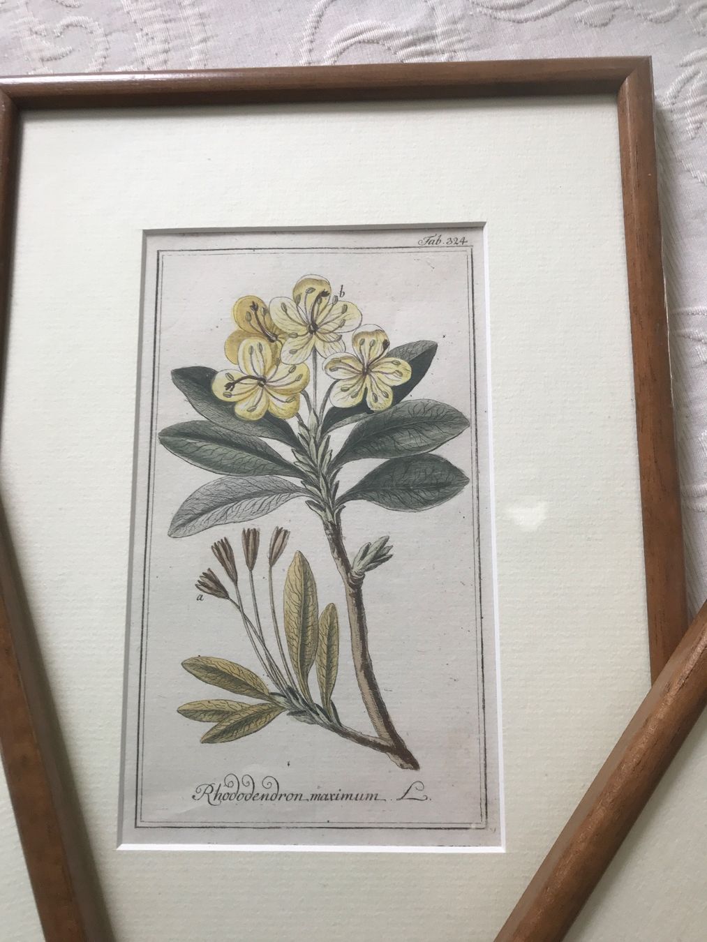 Foto & Immagini: 3er Set gerahmte botanische Drucke, – Usato da Wettingen venduto da Andres54 2