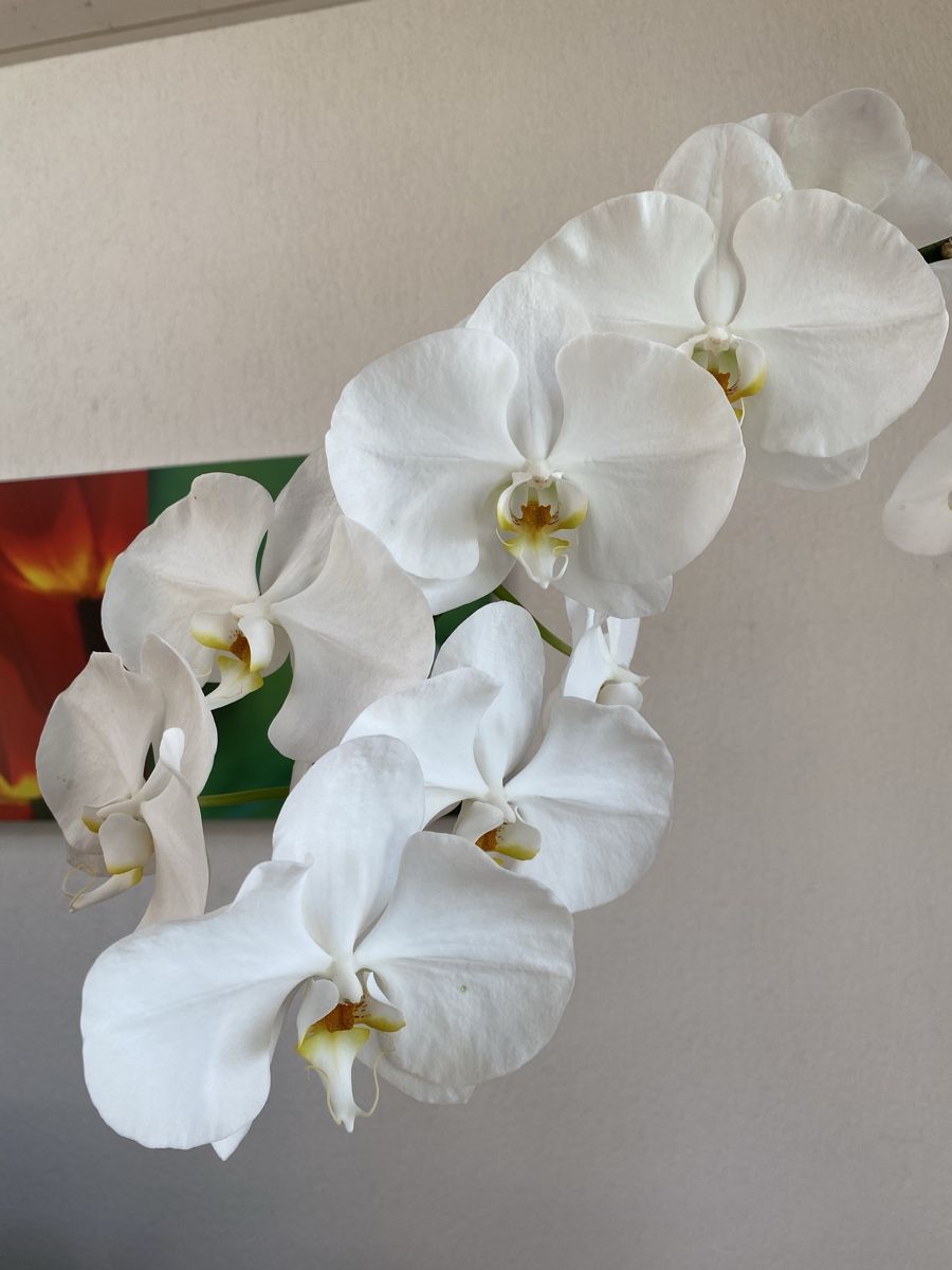 Piante & sementi: Grosse Orchidee Phalaenopsis weiss, 76 cm – Usato da Buochs venduto da H16 5