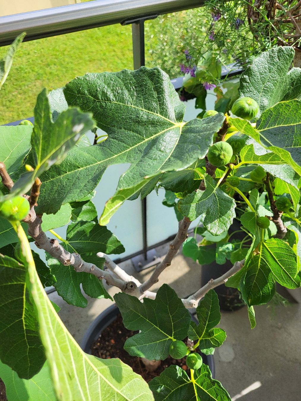 Plantes & graines: Feigenbaum mit Fruechten im Topf gute Pflege – D'occasion à Zürich par Lizi7 1