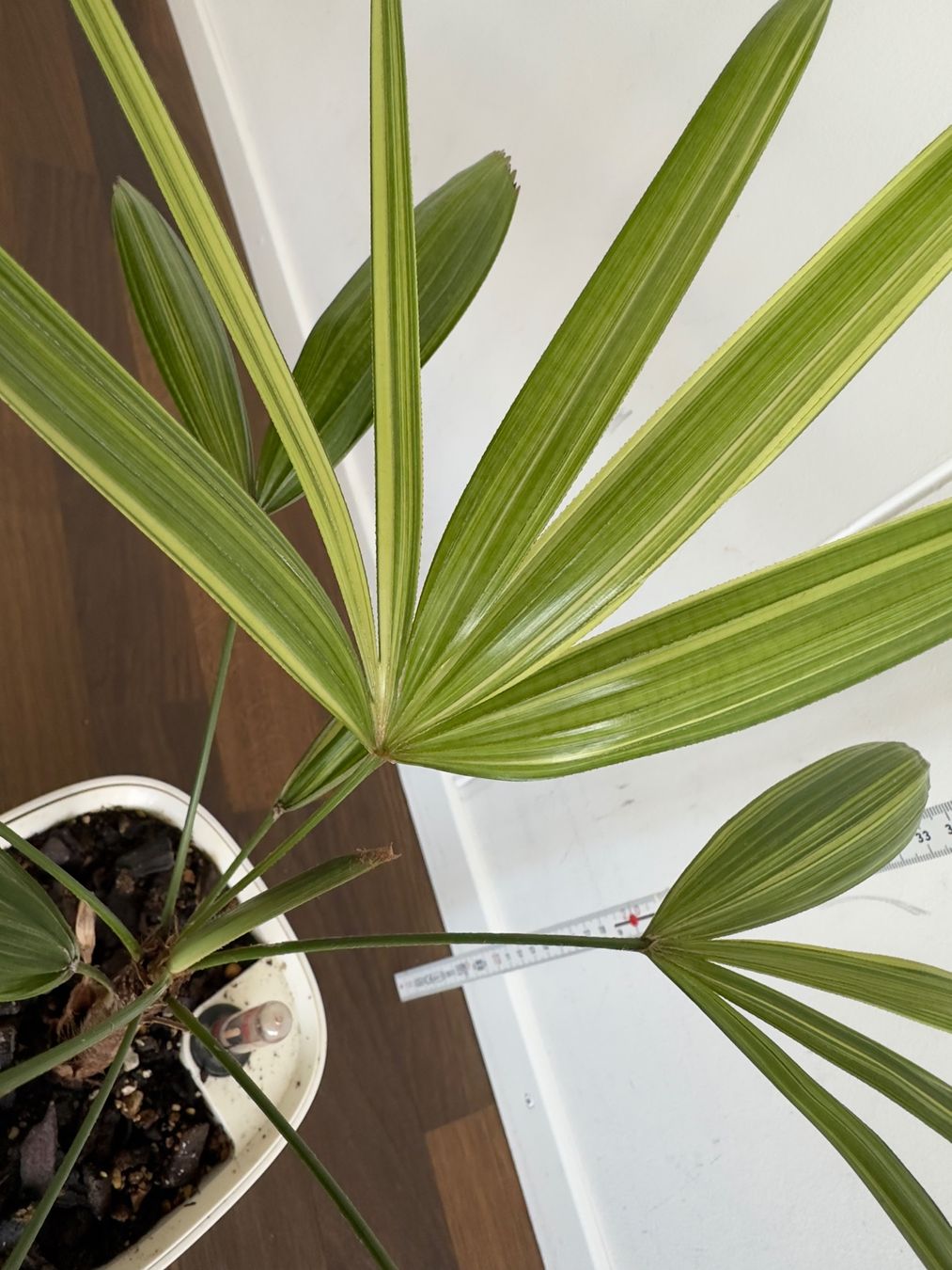 Rhapis excelsa 'Variegata' Jungpflanze, Steckenpalme (Neu (gemss  Beschreibung)) in Zuerich fr CHF 25  nur Abholung auf Ricardo kaufen