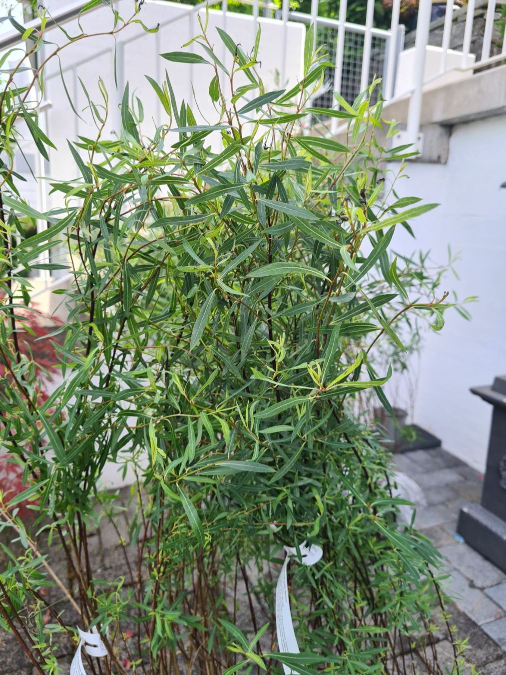 Piante & sementi: 6 Grosse ,Wunderschöne Salix Purpurea Nana – Usato da Rotkreuz venduto da Trojaner- 2