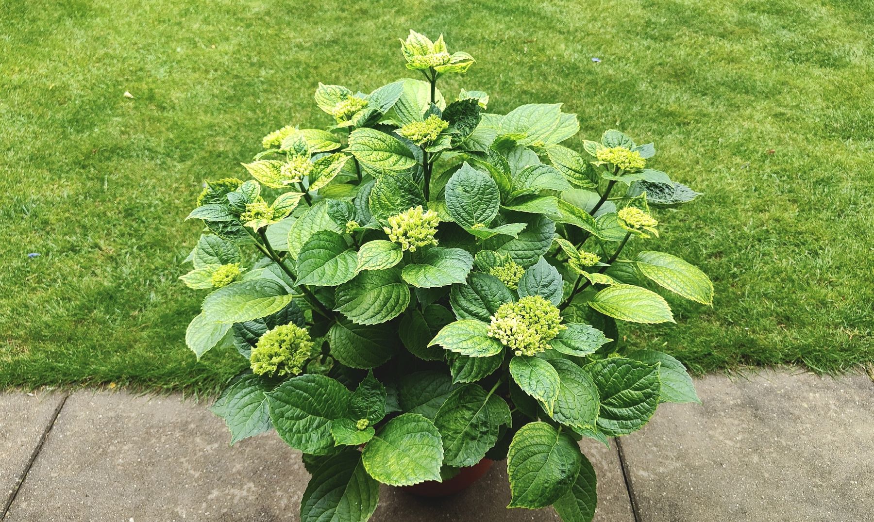 Piante & sementi: Blühbereite Hortensie – Usato da Dietikon venduto da SP8953