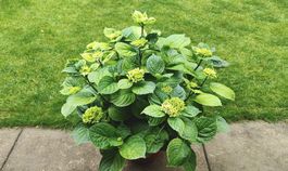 Blühbereite Hortensie