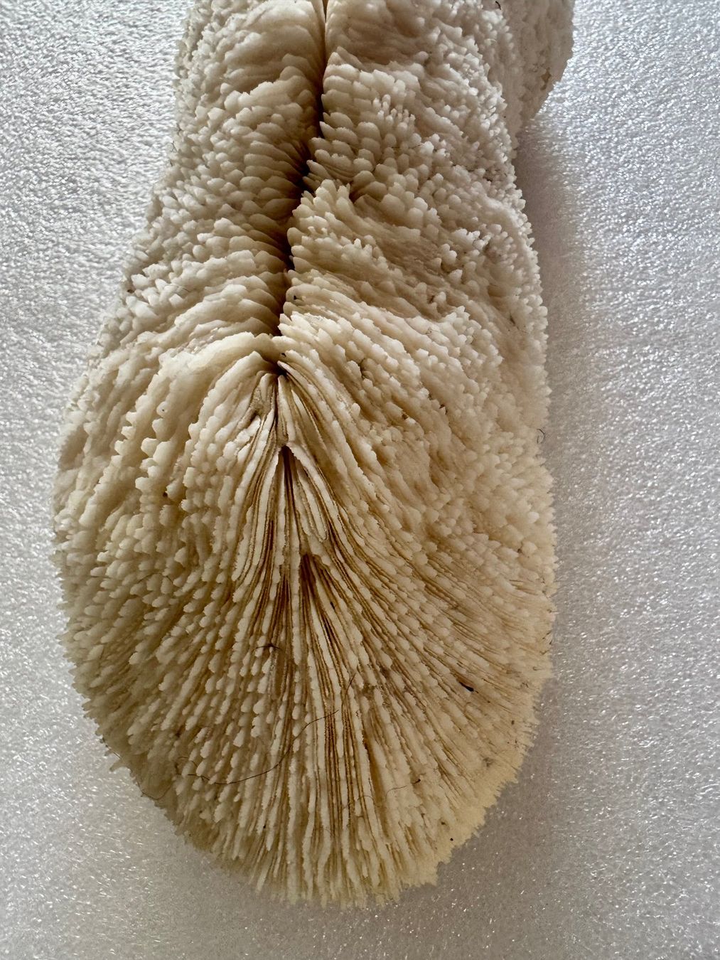 Fossilien: Koralle- weiss – Neu (gemäss Beschreibung) aus Biberist von Steine 3