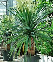 Kan. Drachenbaum - Dracaena draco  - 20 Samen