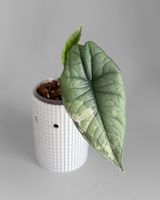 Alocasia Platinum Albo Variegata