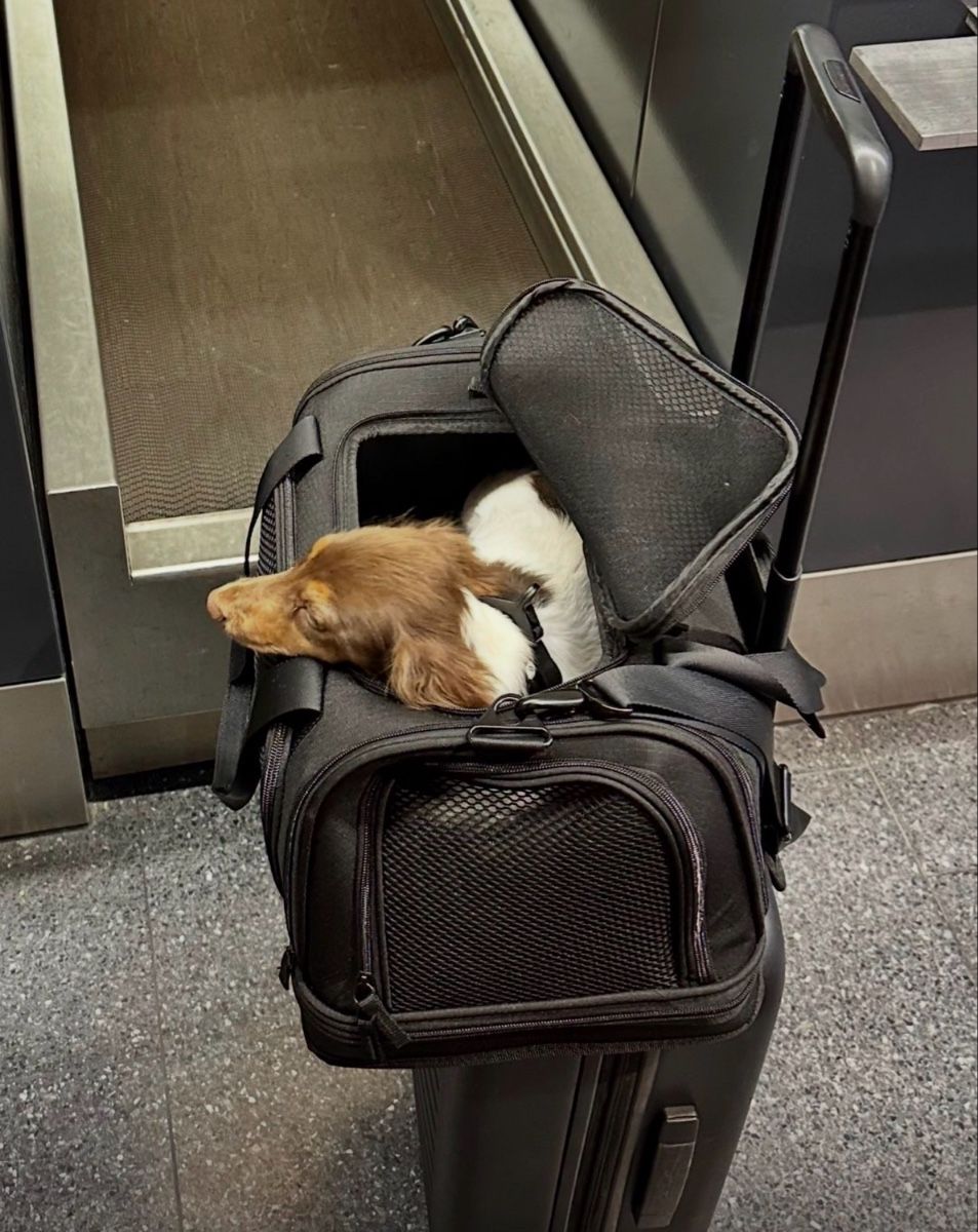 Trixie Borse: Trixie dog bag travel  – Usato da Erlenbach ZH venduto da Kevlau 1