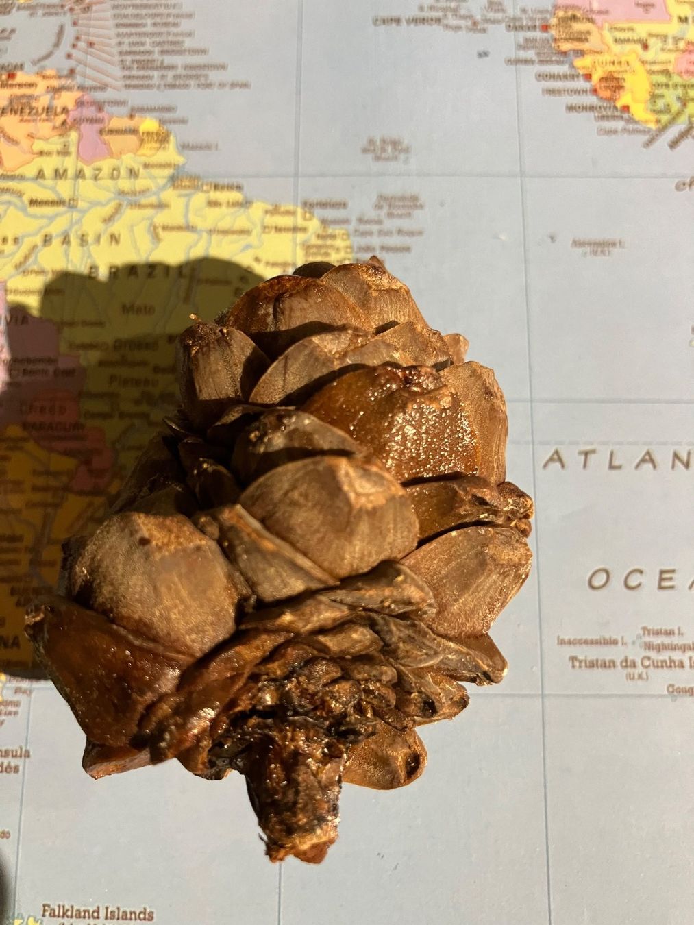 Holzartikel: Arvenzapfen original – Neu (gemäss Beschreibung) aus Cunter von Bicasi58 1