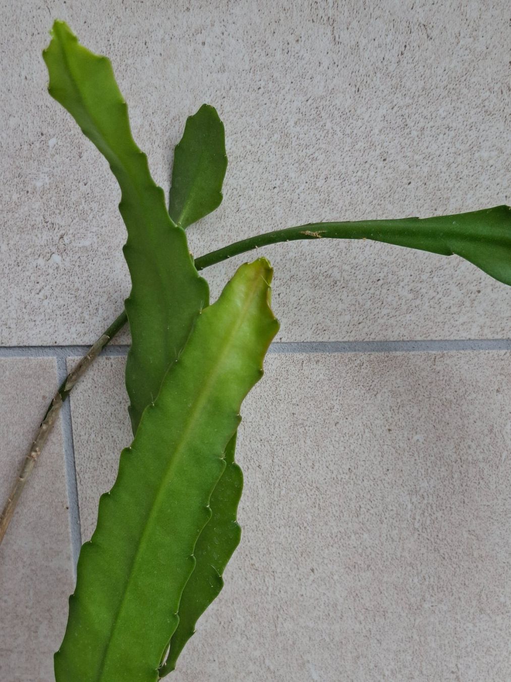 Plantes & graines: Epiphyllum Frühlingsgold – D'occasion à Waltenschwil par PlantAddict 2